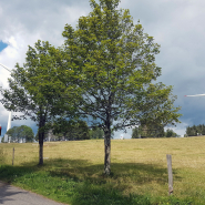 L’éolien pourrait couvrir une part importante de la consommation électrique vaudoise.