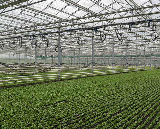 Les serres de Bremblens fourniront la quasi-totalité des restaurants scolaires morgiens, soit environ 700 couverts par jour. ARC Jean-Bernard Sieber