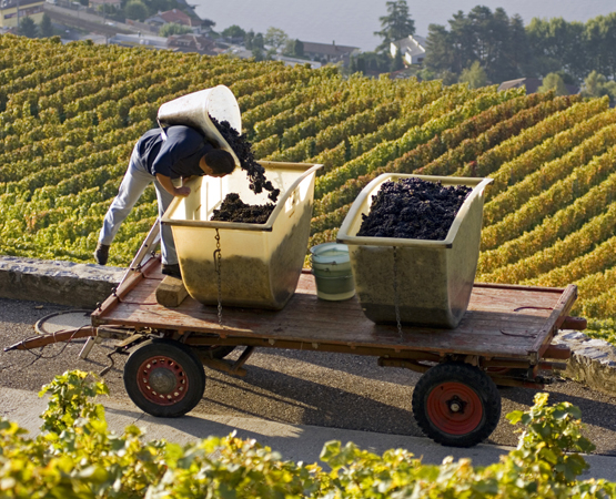 La région de Lavaux ne se réduit pas aux murs de son vignoble et à ses paysages. Si on ne conserve pas également les métiers de la vigne, ce patrimoine sera en péril, avertit Maurice Lavisa. A. Jarne – Office du tourisme du canton de Vaud