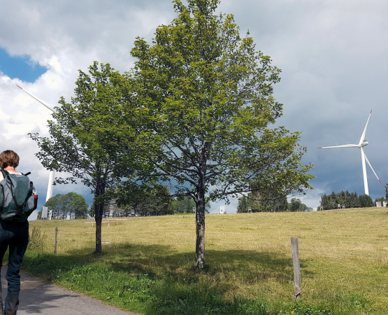 Camp’s L’éolien pourrait couvrir une part importante de la consommation électrique vaudoise.