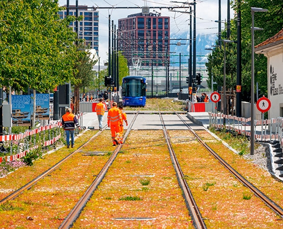 À Renens, entre les stations Hôtel-de-Ville et Perrelet, les voies ont été végétalisées à l’aide d’orpins, des plantes grasses capables de supporter des conditions difficiles. tl